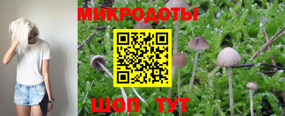 Галлюциногенные грибы Psilocybe Саратов
